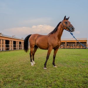 Horse Riding at Al Marmoom Oasis With Transfer Desert safaris